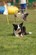 agility dog