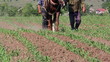 Horse pulling old plow...