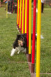 agility dog