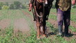 Horse pulling old plow...