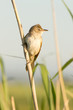 Foto: great reed warbler ( Acrocephalus arundinaceus great reed warbler ( Acrocephalus arundinaceus