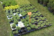 flowers exhibition
