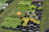 flowers exhibition
