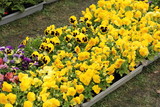 flowers exhibition