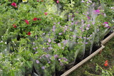 flowers exhibition