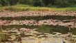 Pink lotus in pond near trees from Thailand