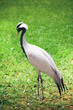 beautiful crane bird on green background