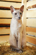 Peterbald on Hayloft