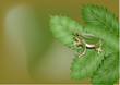 toad on the leaves