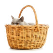 British Shorthair Cat