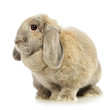 Lop-earred Rabbit