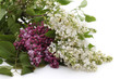 lilas