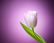 tulip flower on purple background