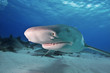 Photo: Head of lemon shark Head of lemon shark