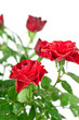 red roses with water drops