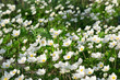 Anemone nemorosa