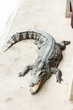Fresh water adult crocodile from Thailand