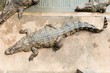 Fresh water adult crocodile from Thailand