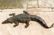 Fresh water adult crocodile from Thailand