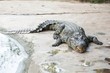 Fresh water adult crocodile from Thailand