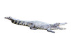 Fresh water adult crocodile from Thailand