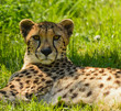Ghepardo - Acinonyx jubatus