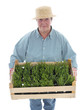 Senior gardener with box of aspic