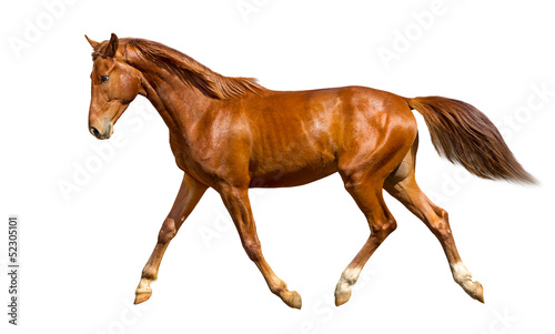Photo: Young horse Young horse
