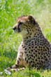 Ghepardo - Acinonyx jubatus