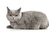 British Shorthair Cat