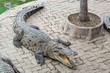 Fresh water adult crocodile from Thailand