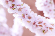 Blooming sacura or cherry tree