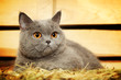 British Shorthair Cat
