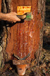 Pine resin collecting