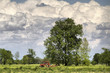 Tractor in action during spring season in Italy