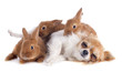 Photo: chihuahua and bunnies chihuahua and bunnies