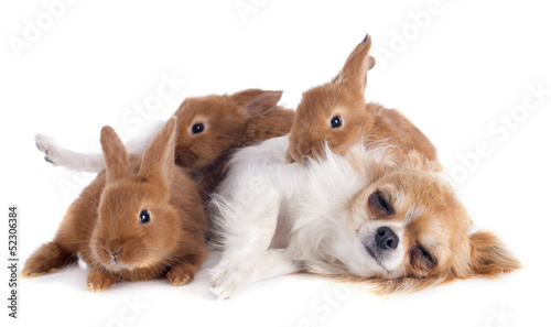 Photo: chihuahua and bunnies chihuahua and bunnies