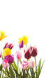 tulips on a isolated background