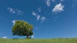 Timelapse albero