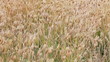 Dry prairie grass with seeds swaying in the wind