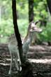 Capriolo - Capreolus capreolus