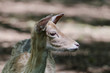 Capriolo - Capreolus capreolus