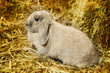 Lop-earred Rabbit