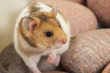 Young syrian hamster on stones.