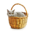 British Shorthair Cat