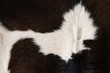 Cattle skin texture black and white pattern