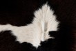 Cattle skin texture black and white pattern