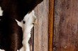 Cattle black and white skin texture on wooden background