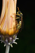 Wasp