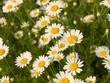 Photo: Summer wildflowers Summer wildflowers